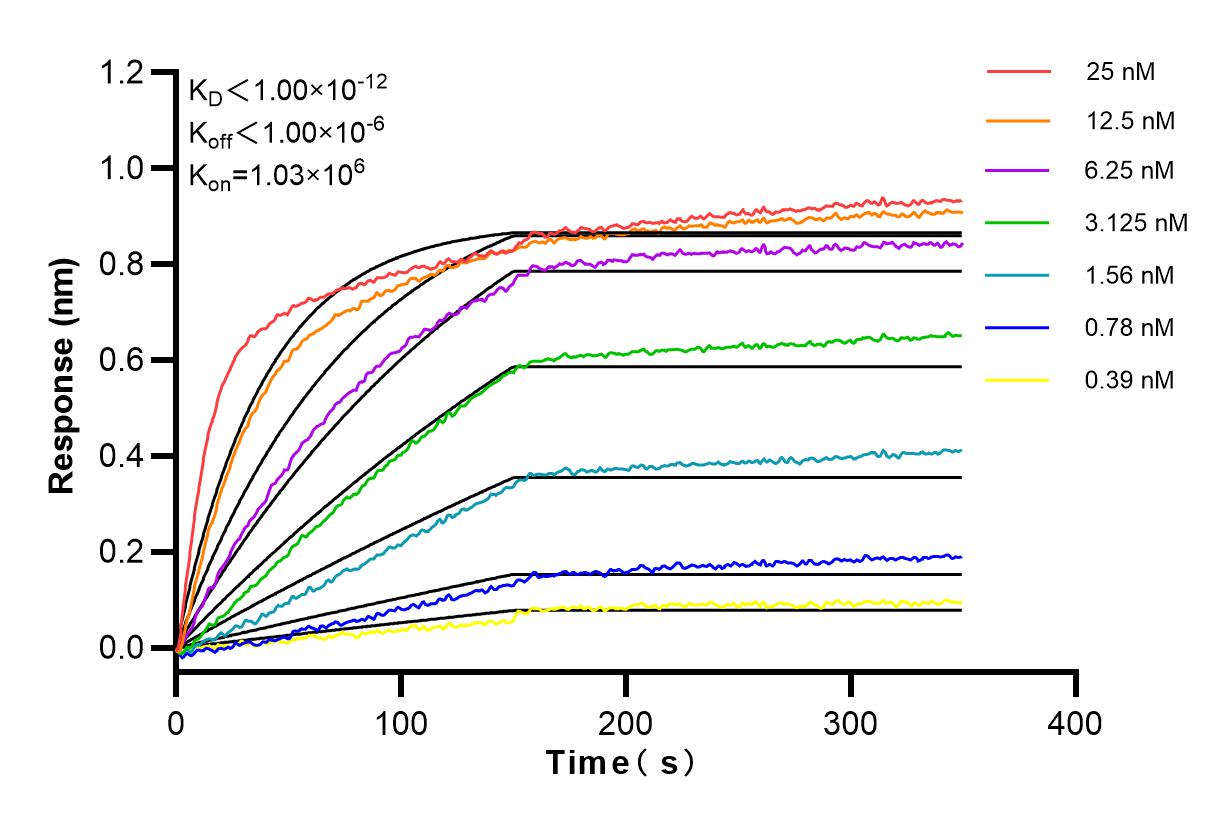 Affinity and Kinetic Characterization of 83993-1-RR