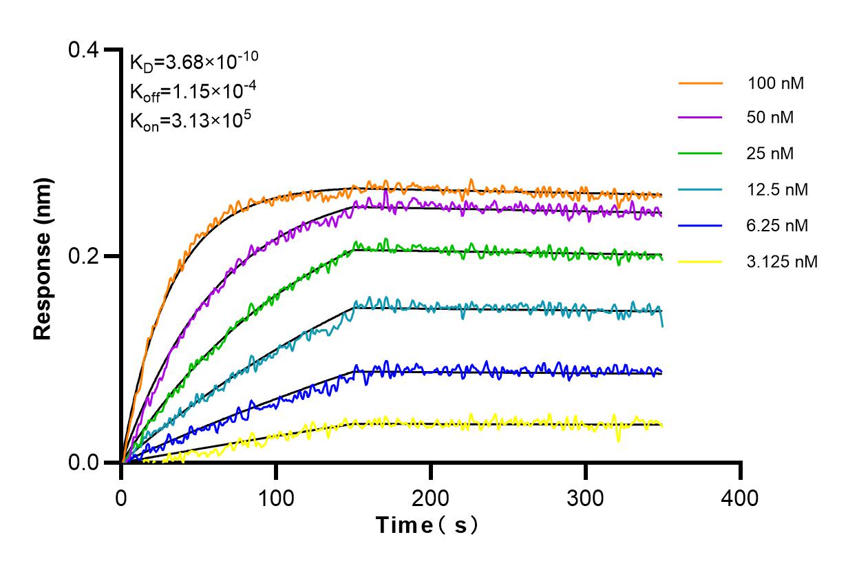 Affinity and Kinetic Characterization of 84013-5-RR