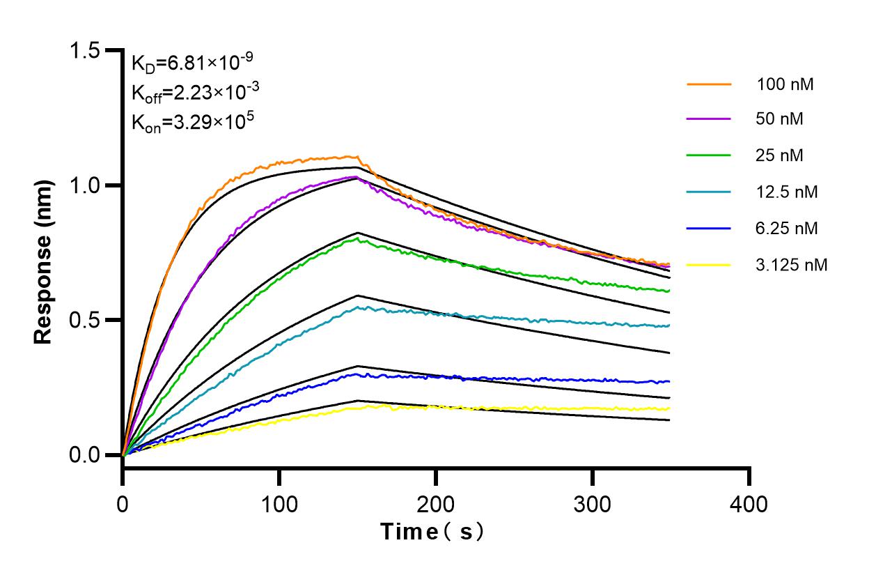 Affinity and Kinetic Characterization of 84017-5-RR