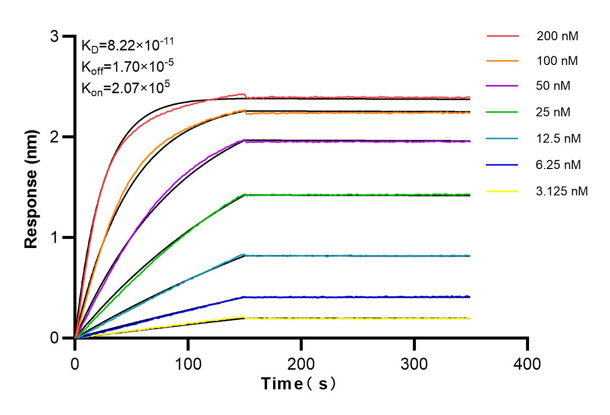 Affinity and Kinetic Characterization of 84028-2-RR