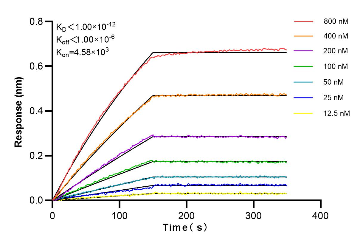 Affinity and Kinetic Characterization of 84031-4-RR