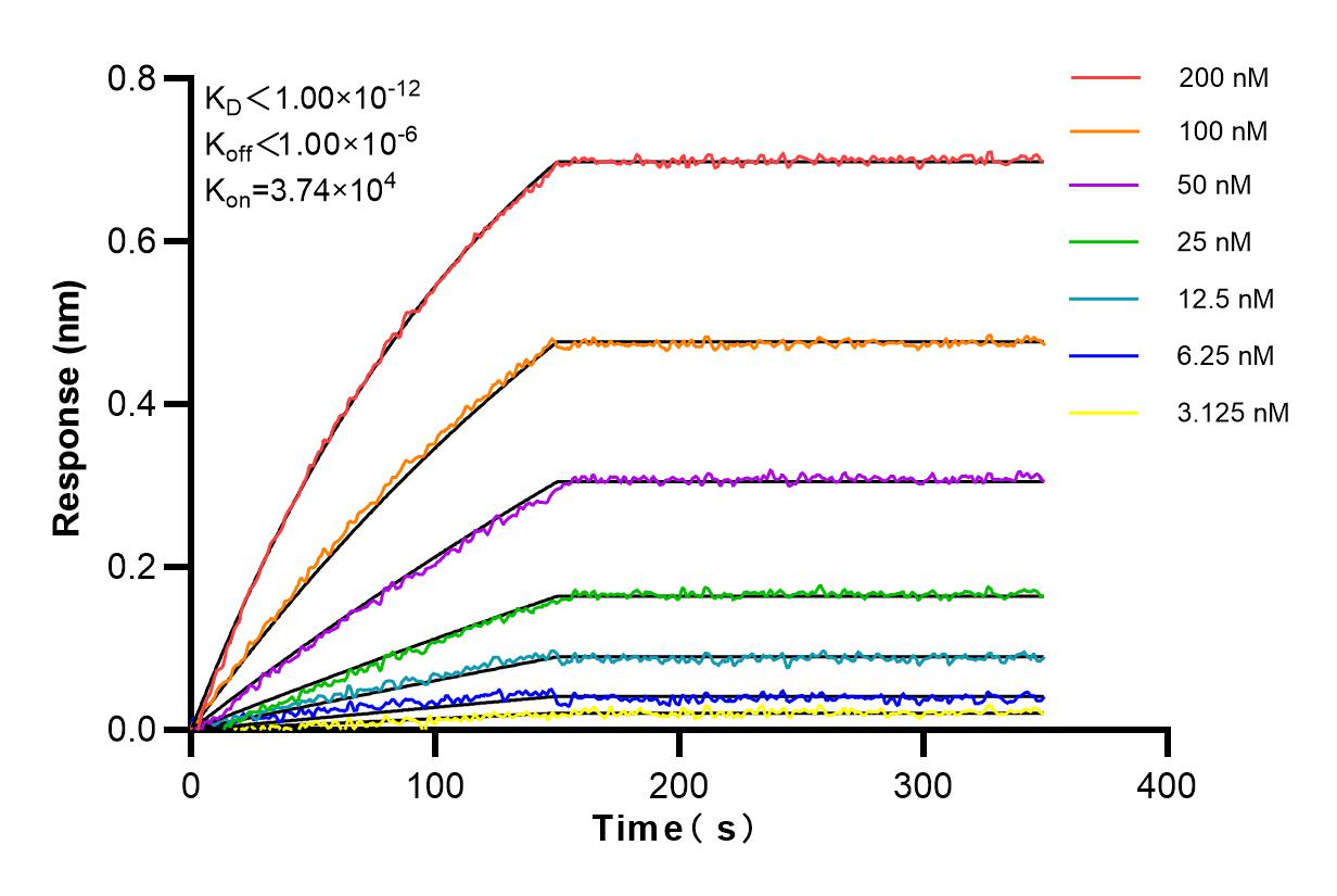 Affinity and Kinetic Characterization of 84031-5-RR