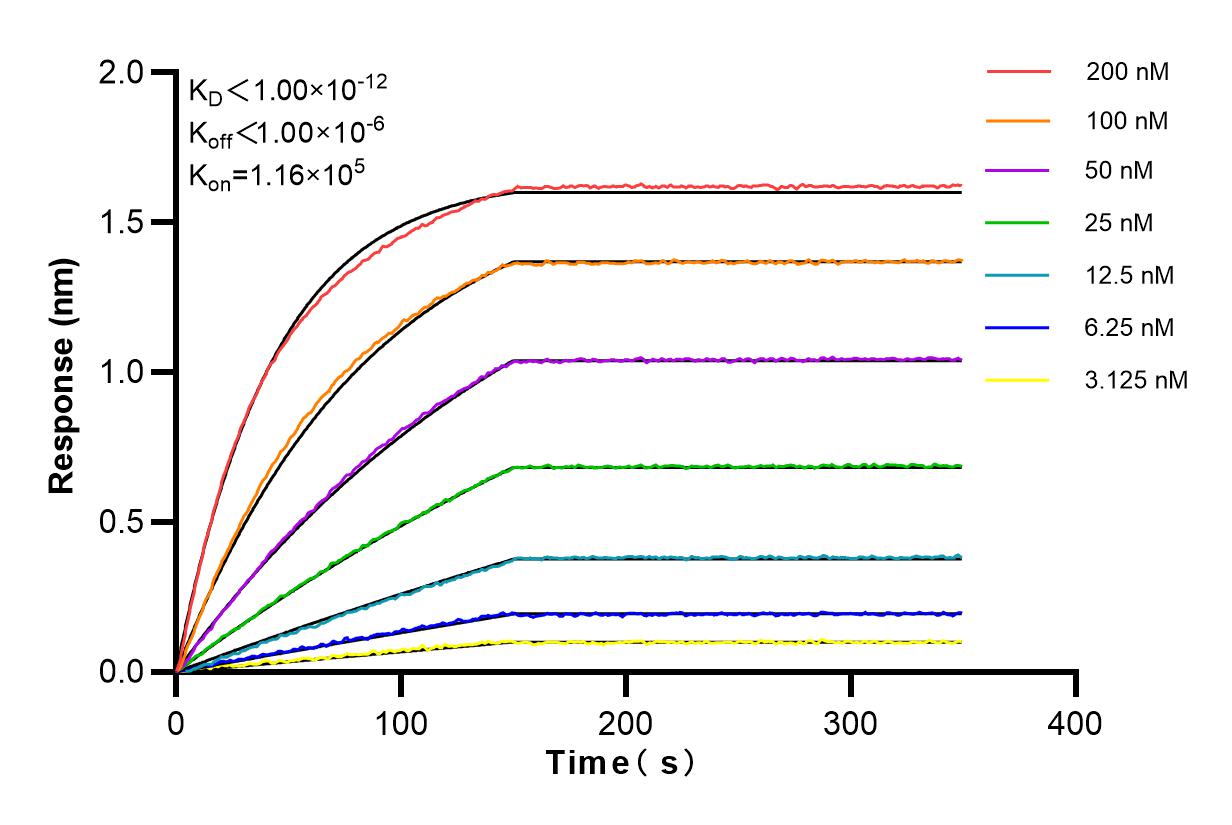 Affinity and Kinetic Characterization of 84041-2-RR