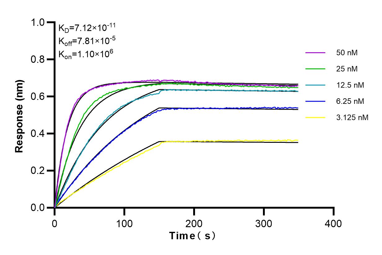 Affinity and Kinetic Characterization of 84053-6-RR