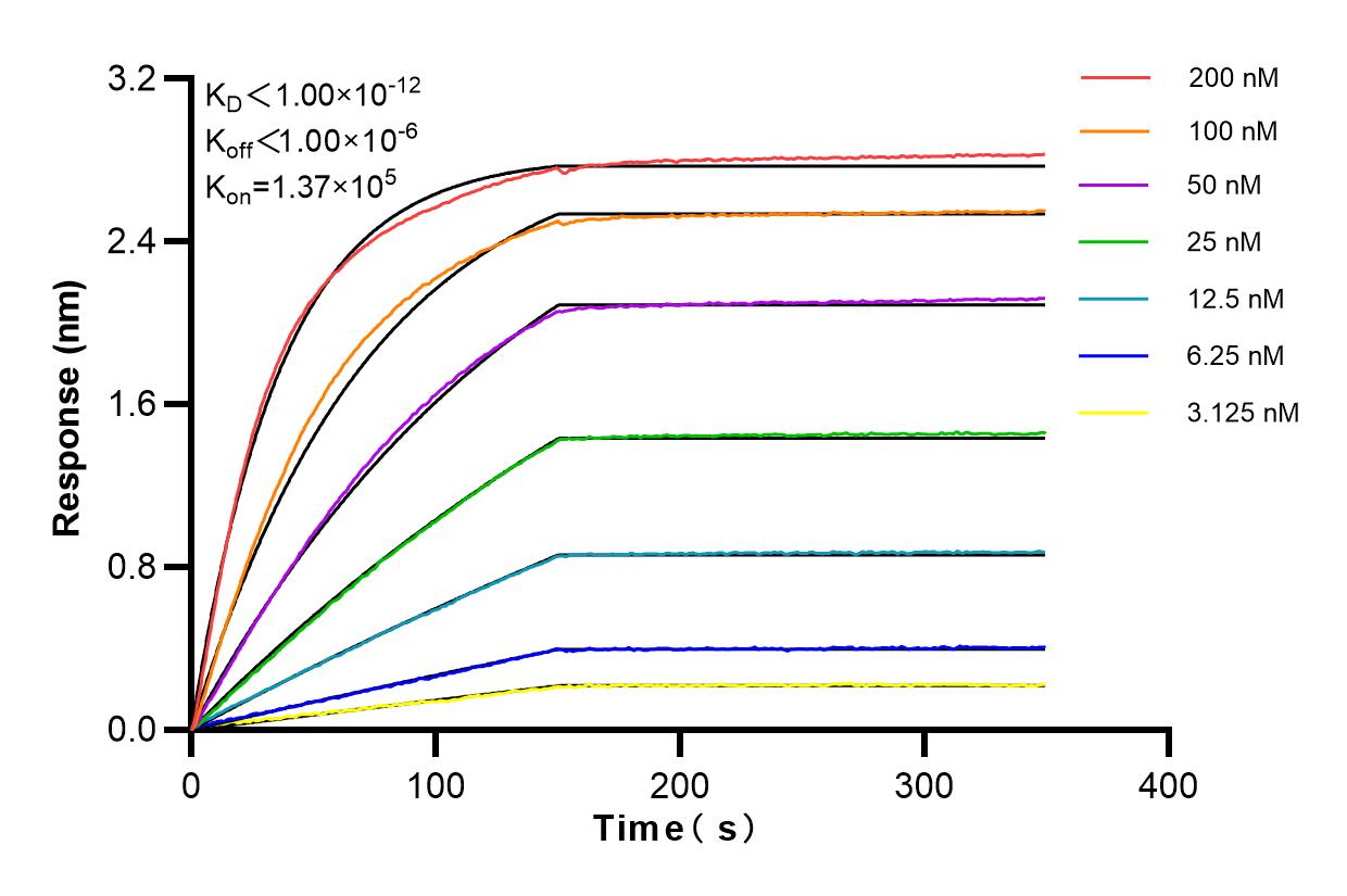 Affinity and Kinetic Characterization of 84055-5-RR