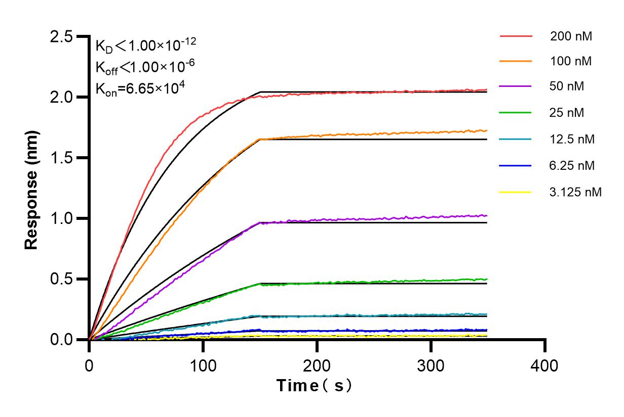 Affinity and Kinetic Characterization of 84061-3-RR