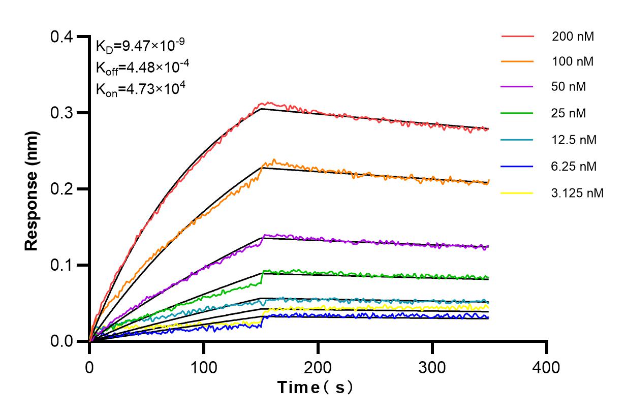 Affinity and Kinetic Characterization of 84081-5-RR