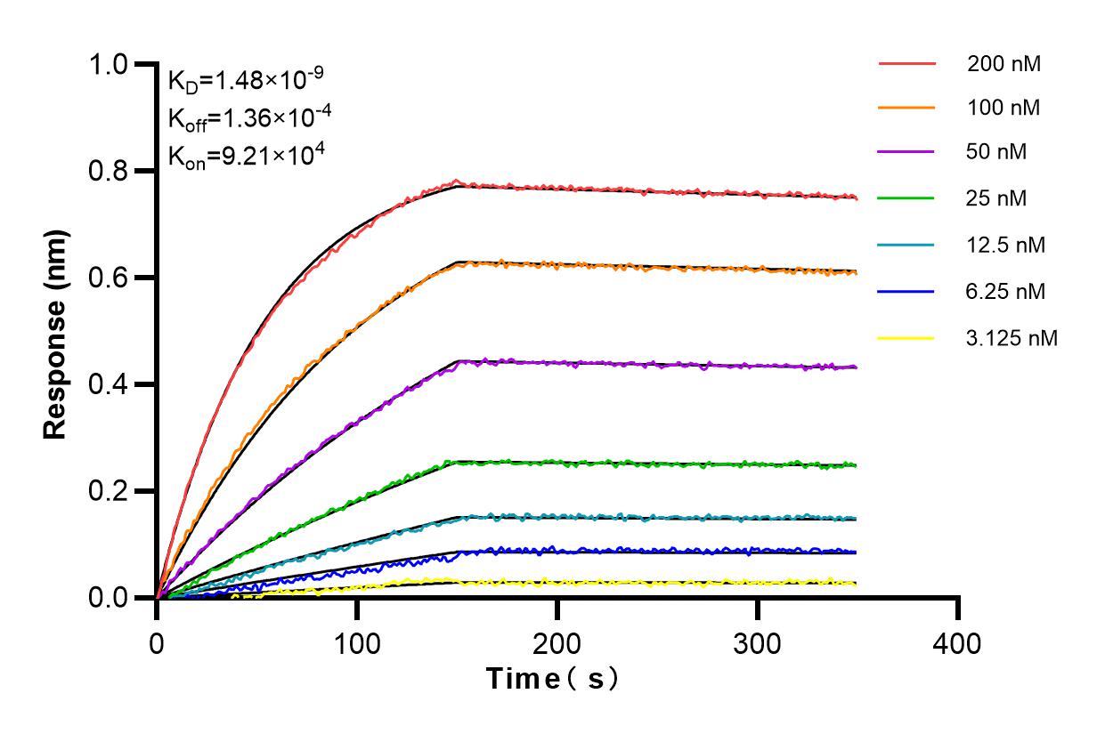 Affinity and Kinetic Characterization of 84083-2-RR