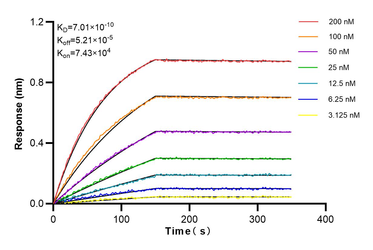 Affinity and Kinetic Characterization of 84096-3-RR