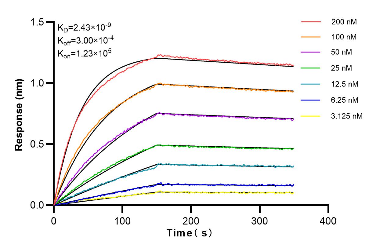 Affinity and Kinetic Characterization of 84117-1-RR