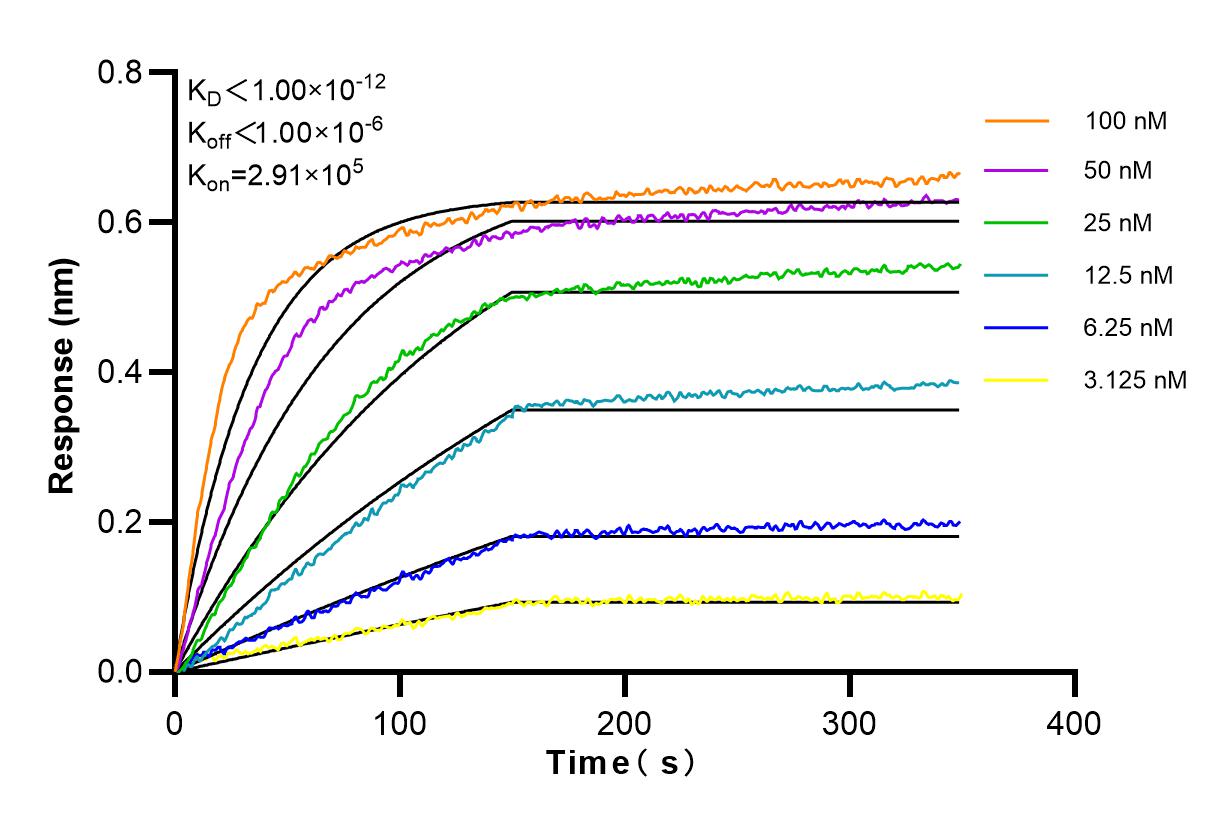 Affinity and Kinetic Characterization of 84124-4-RR