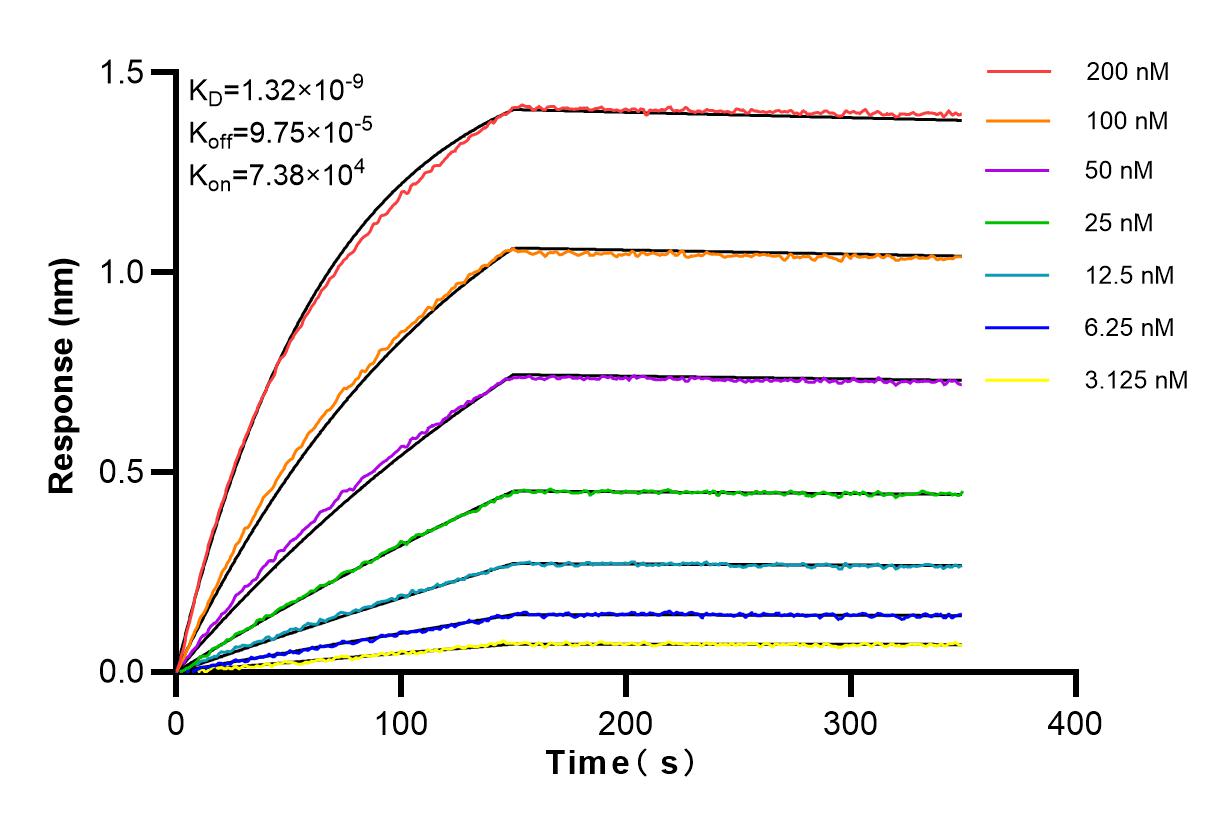 Affinity and Kinetic Characterization of 84127-2-RR