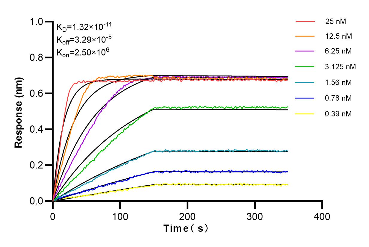 Affinity and Kinetic Characterization of 84136-5-RR