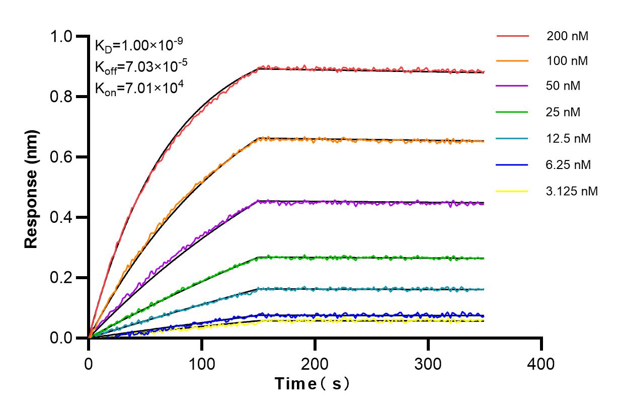 Affinity and Kinetic Characterization of 84138-1-RR