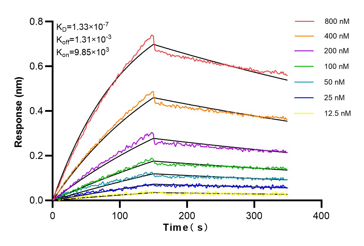 Affinity and Kinetic Characterization of 84140-1-RR