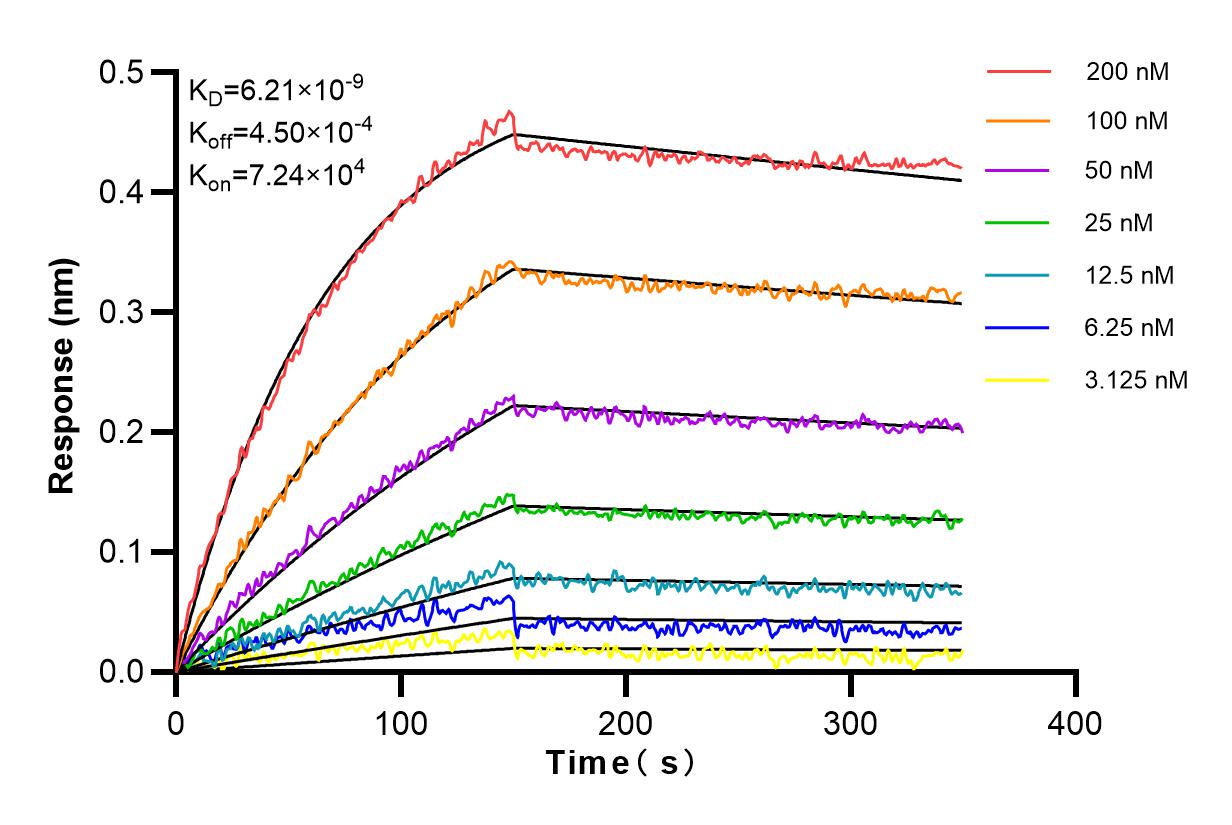 Affinity and Kinetic Characterization of 84142-1-RR