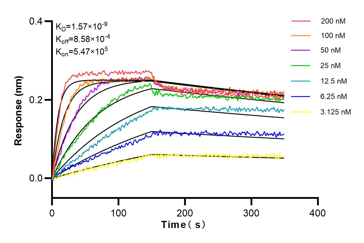 Affinity and Kinetic Characterization of 84142-2-RR