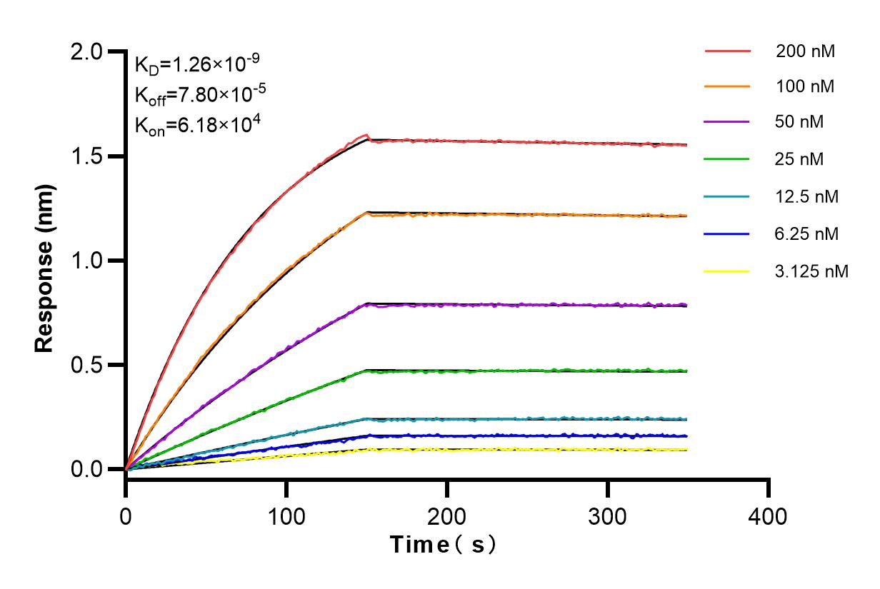 Affinity and Kinetic Characterization of 84146-1-RR