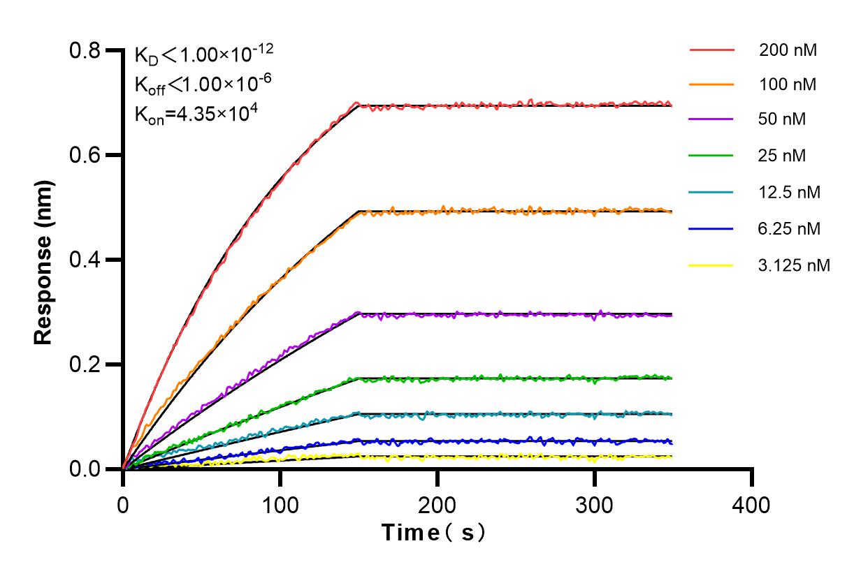 Affinity and Kinetic Characterization of 84154-4-RR