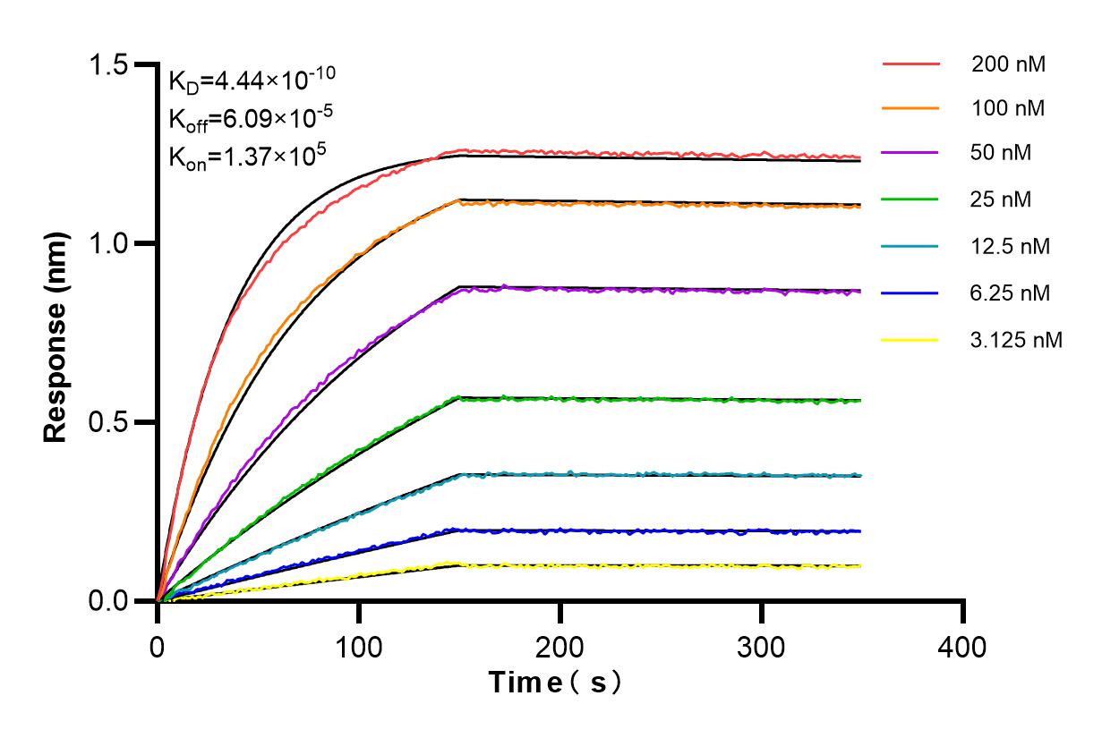 Affinity and Kinetic Characterization of 84156-2-RR