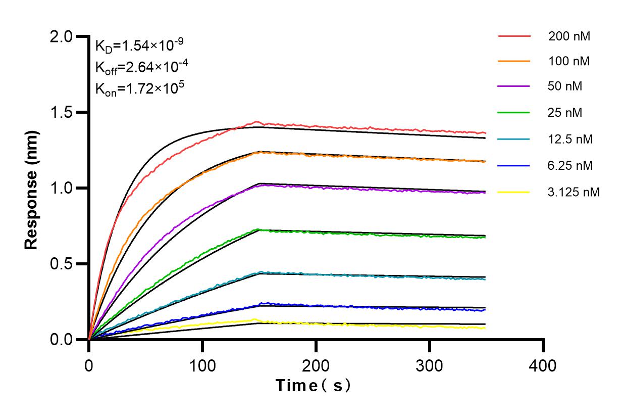 Affinity and Kinetic Characterization of 84162-3-RR