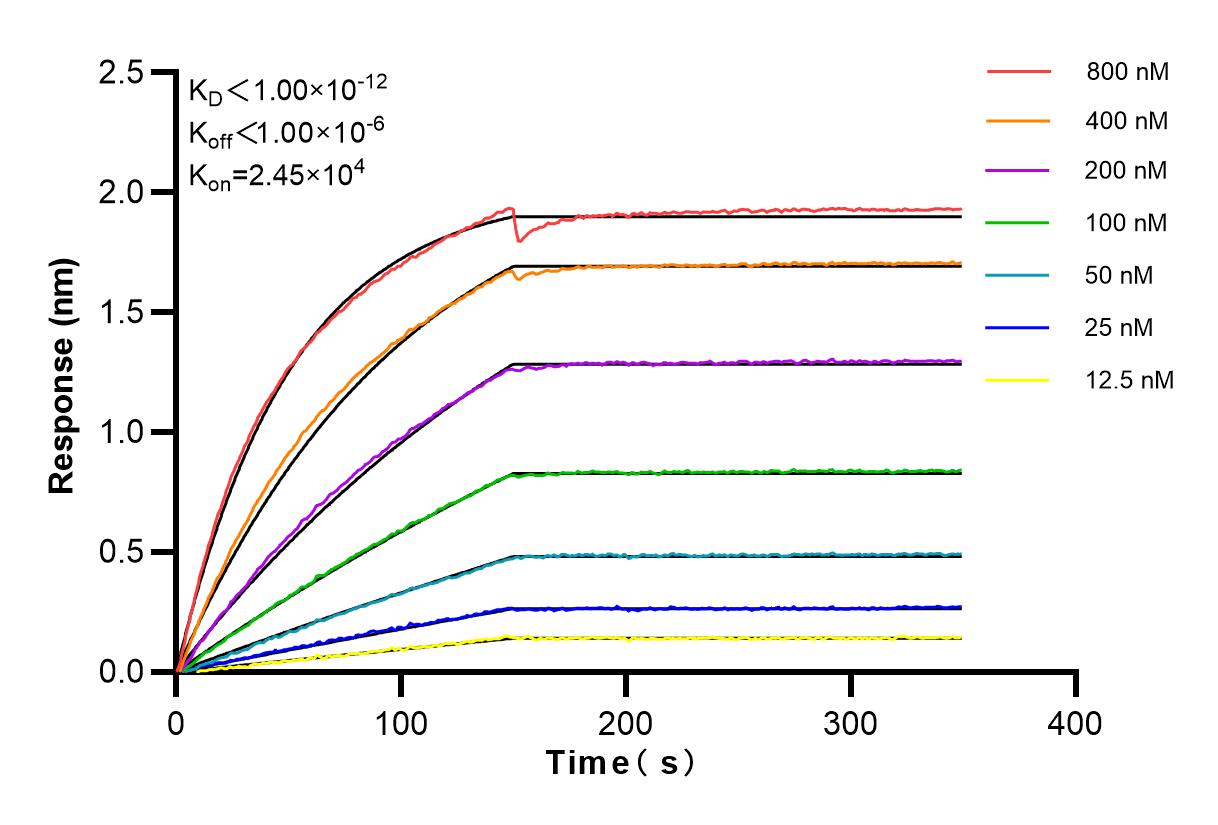 Affinity and Kinetic Characterization of 84184-5-RR