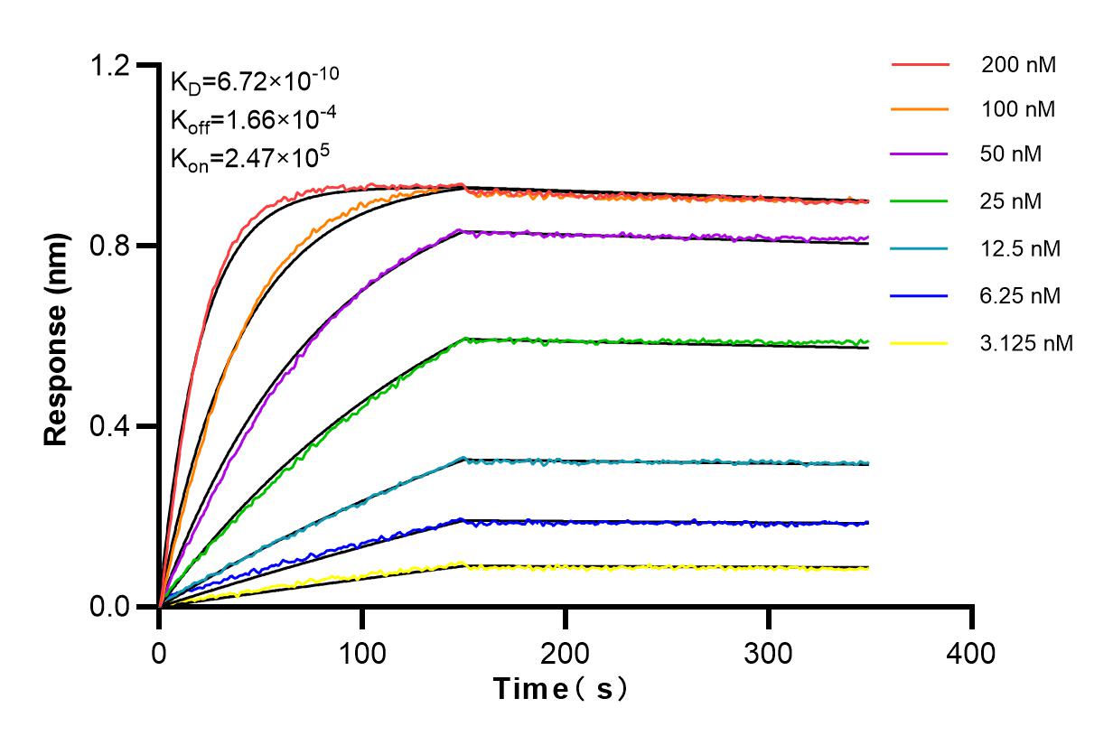 Affinity and Kinetic Characterization of 84186-5-RR