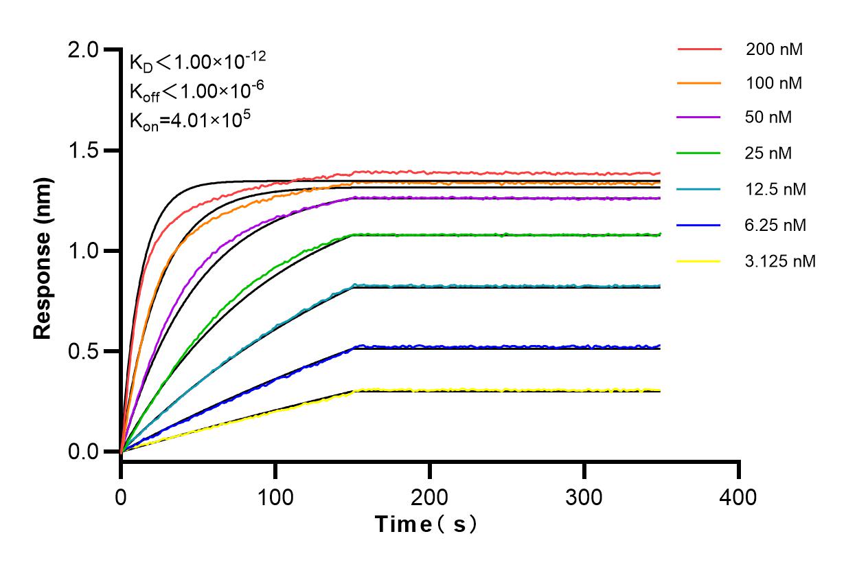 Affinity and Kinetic Characterization of 84199-2-RR