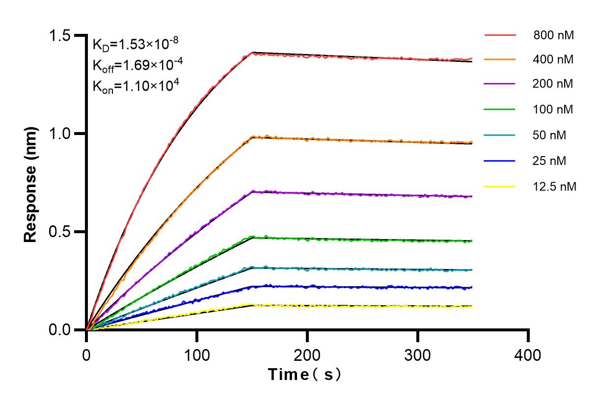 Affinity and Kinetic Characterization of 84200-1-RR