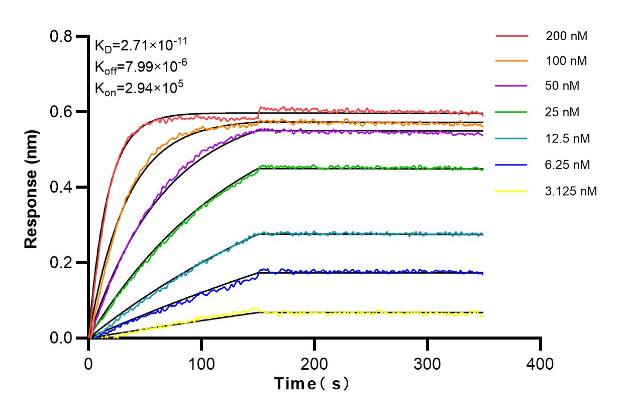 Affinity and Kinetic Characterization of 84206-3-RR