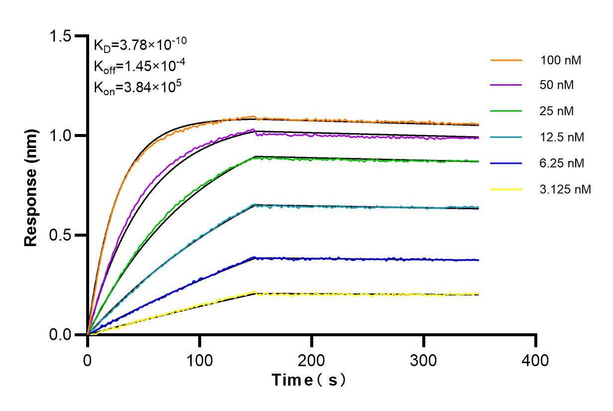 Affinity and Kinetic Characterization of 84215-4-RR