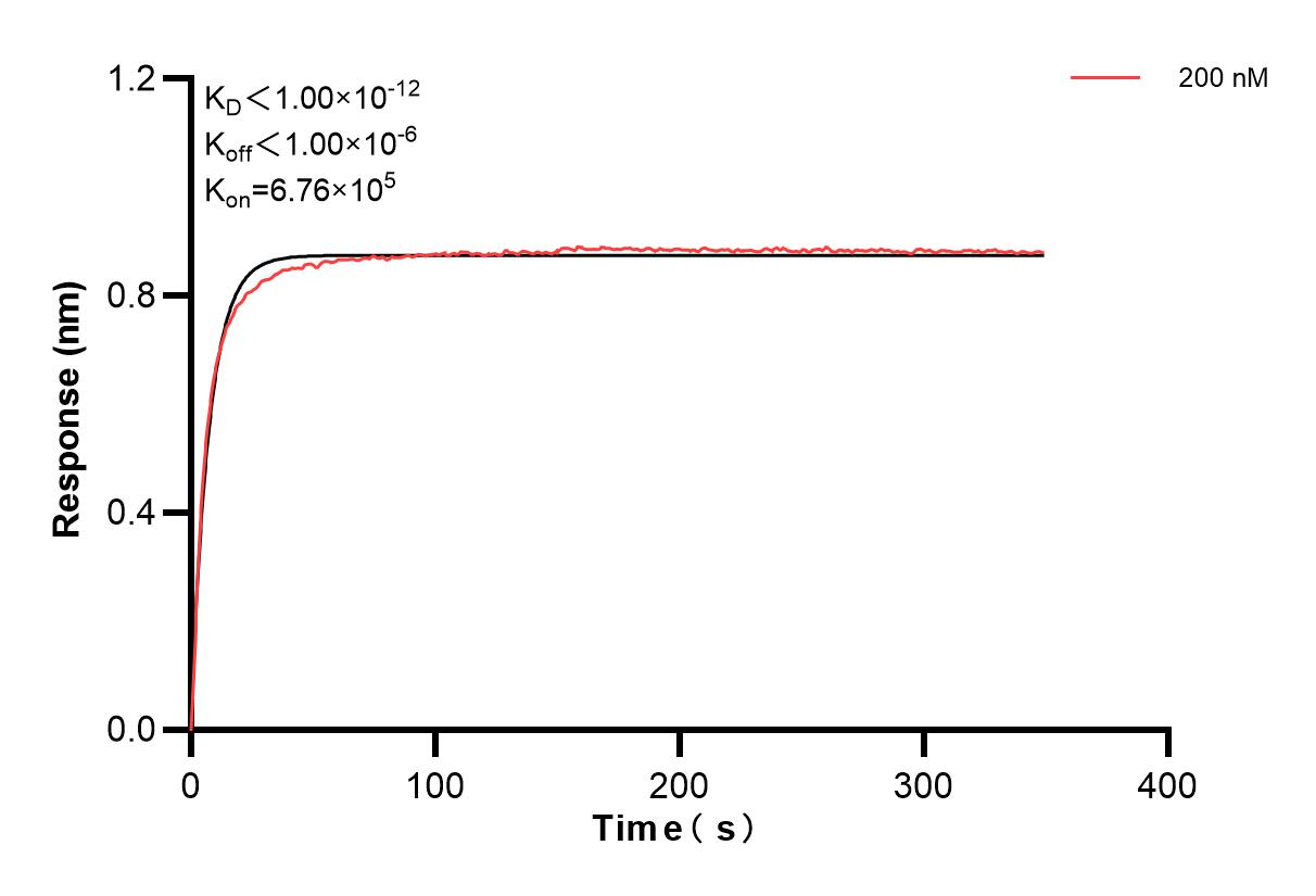 Affinity and Kinetic Characterization of 84240-3-PBS