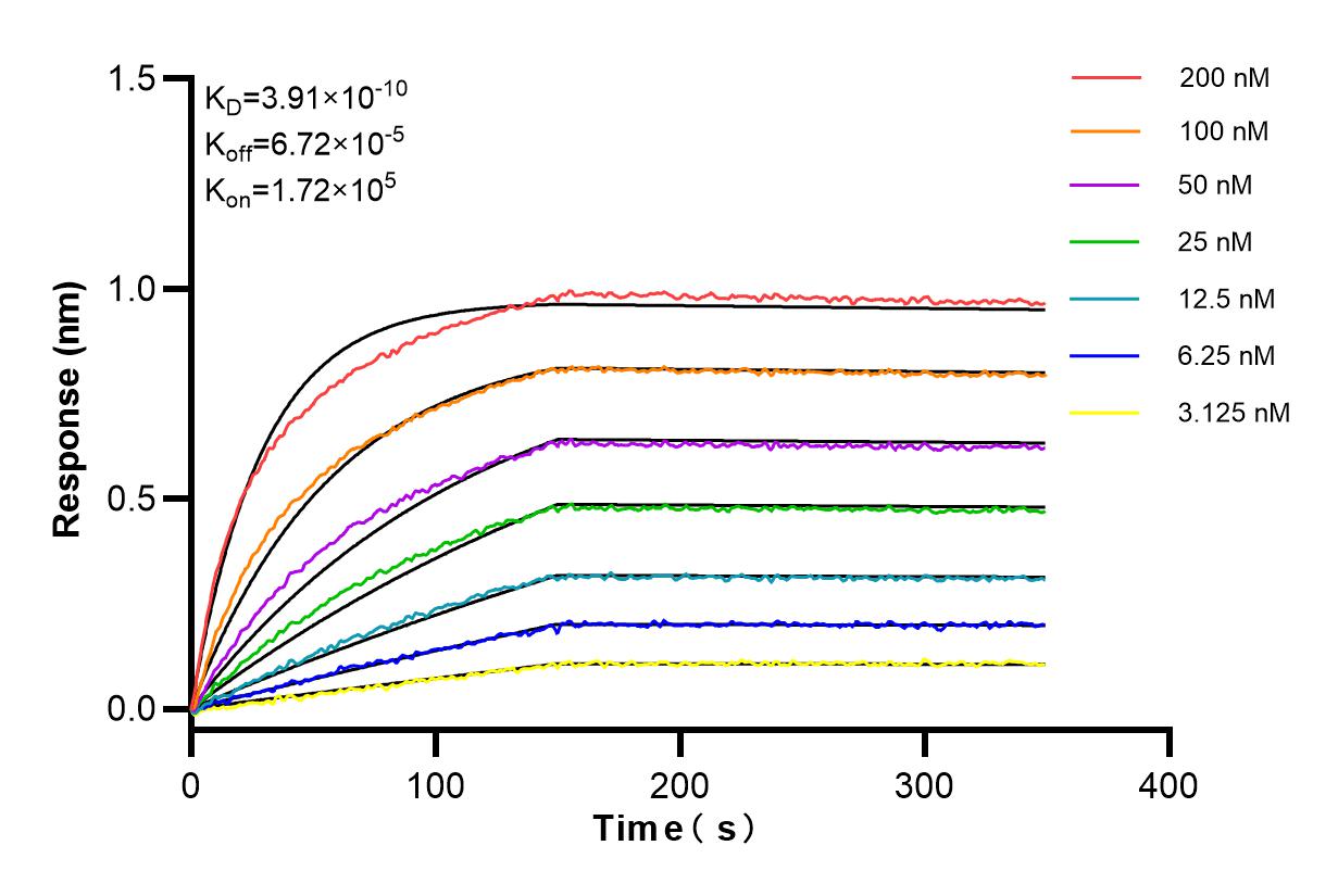 Affinity and Kinetic Characterization of 84241-2-RR