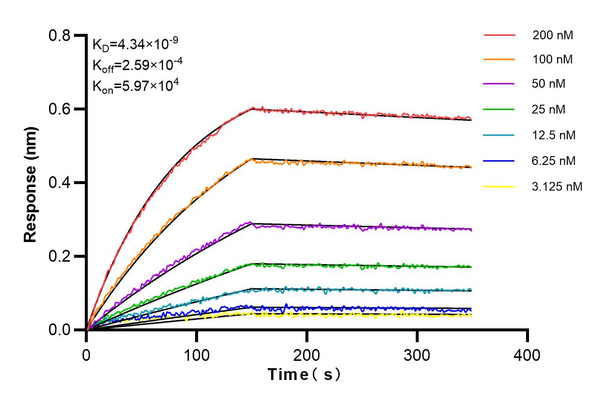 Affinity and Kinetic Characterization of 84244-2-RR