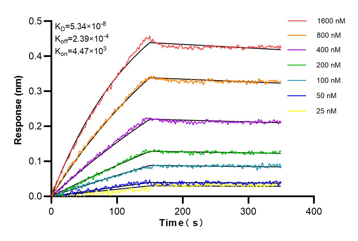 Affinity and Kinetic Characterization of 84253-4-RR