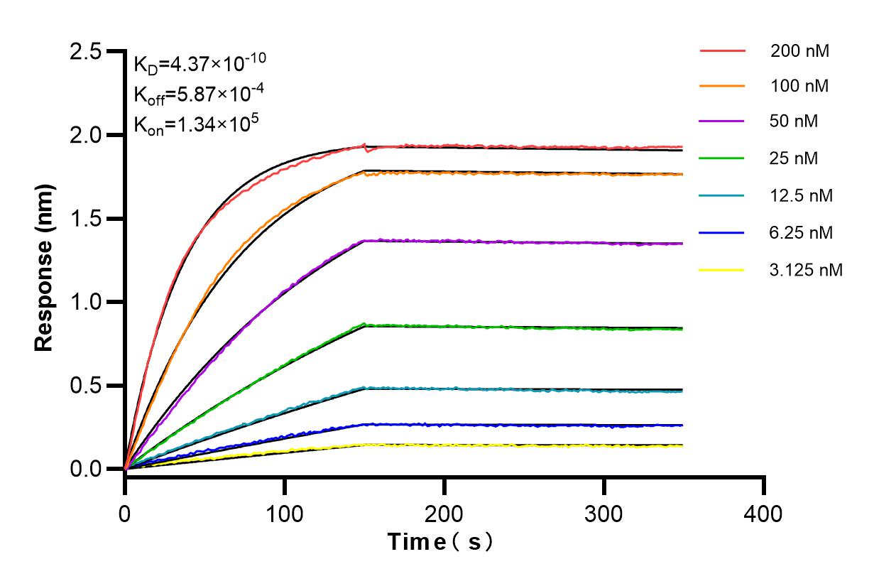 Affinity and Kinetic Characterization of 84261-5-RR