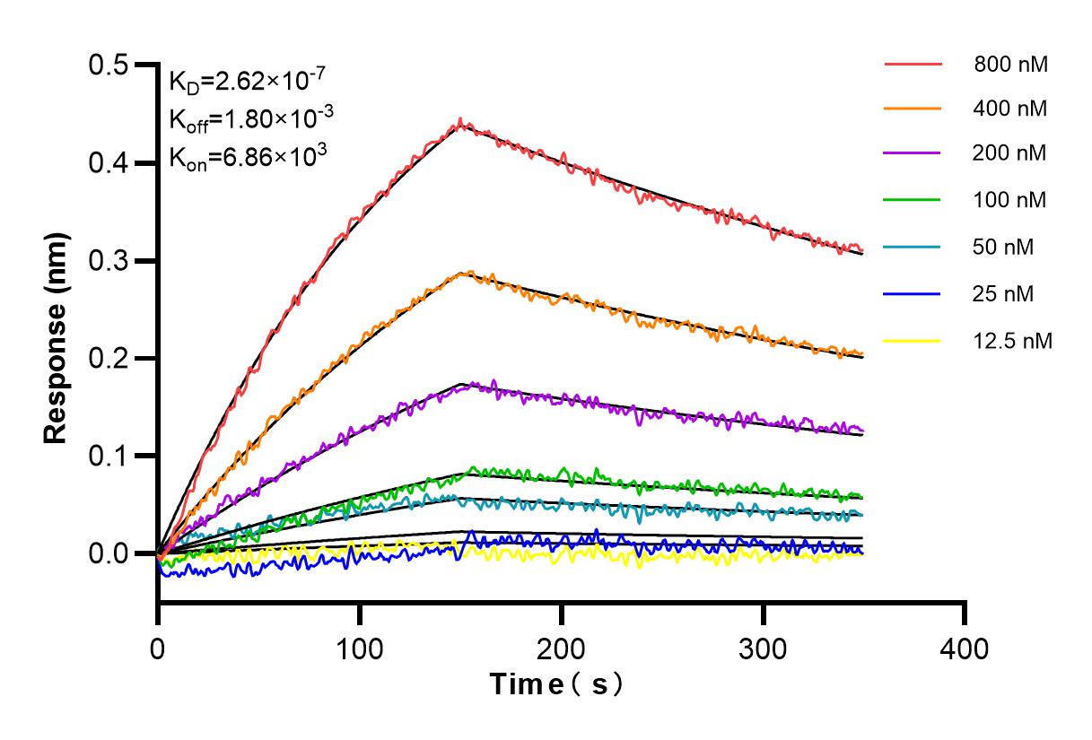 Affinity and Kinetic Characterization of 84265-5-RR