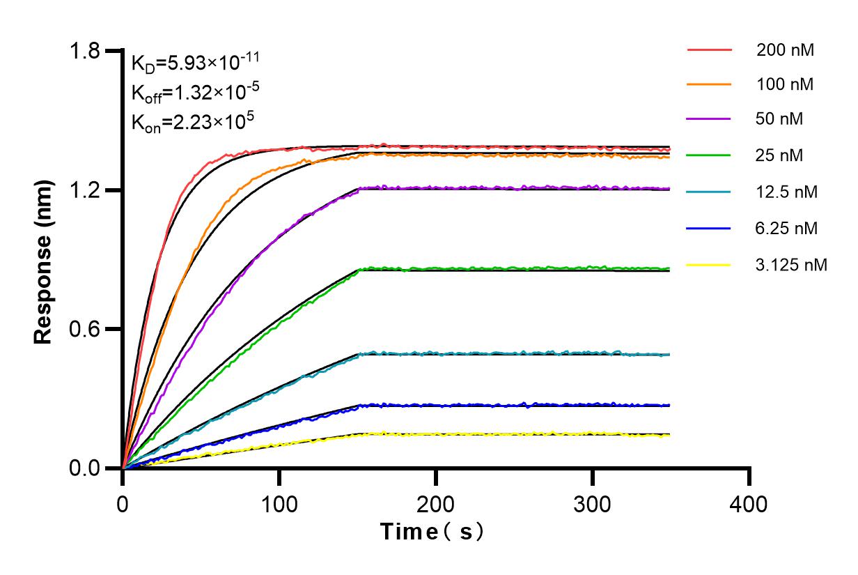 Affinity and Kinetic Characterization of 84270-5-RR