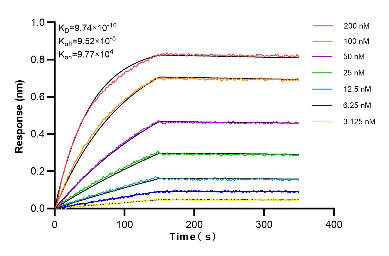 Affinity and Kinetic Characterization of 84284-4-RR