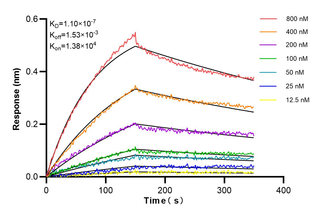 Affinity and Kinetic Characterization of 84304-5-RR