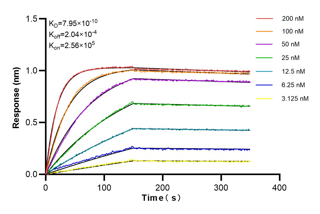 Affinity and Kinetic Characterization of 84308-3-RR