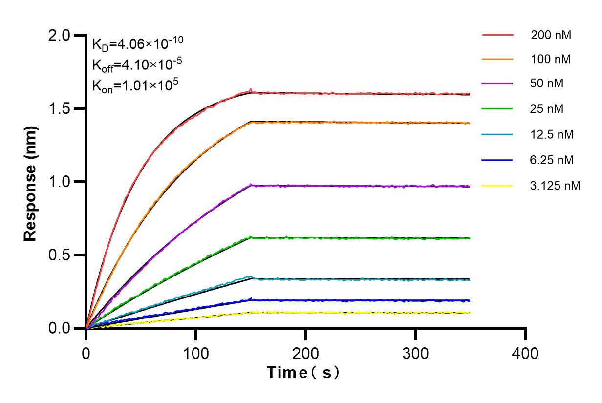 Affinity and Kinetic Characterization of 84318-4-RR