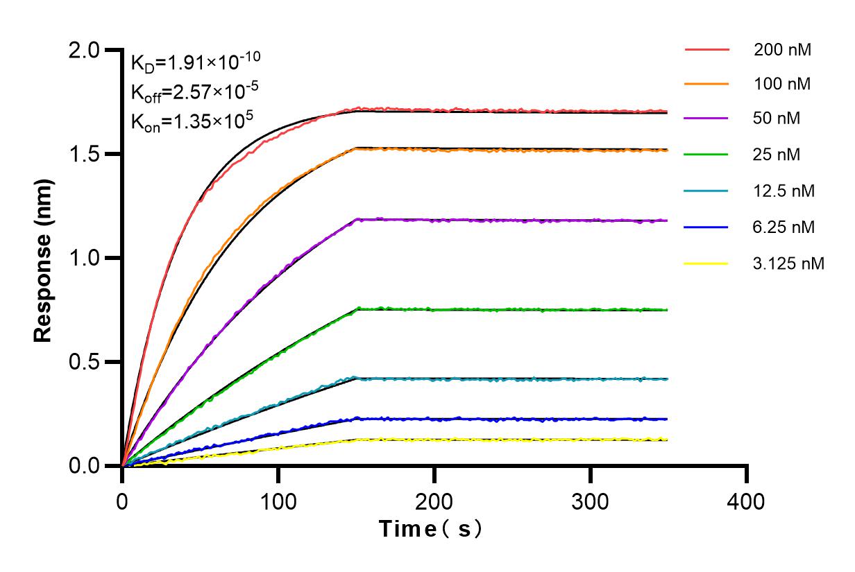 Affinity and Kinetic Characterization of 84322-4-RR