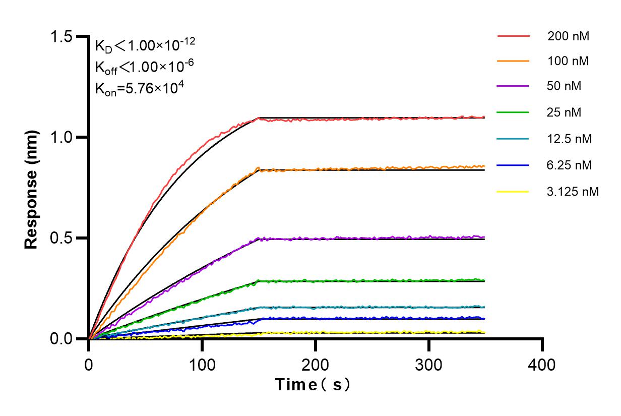 Affinity and Kinetic Characterization of 84334-4-RR