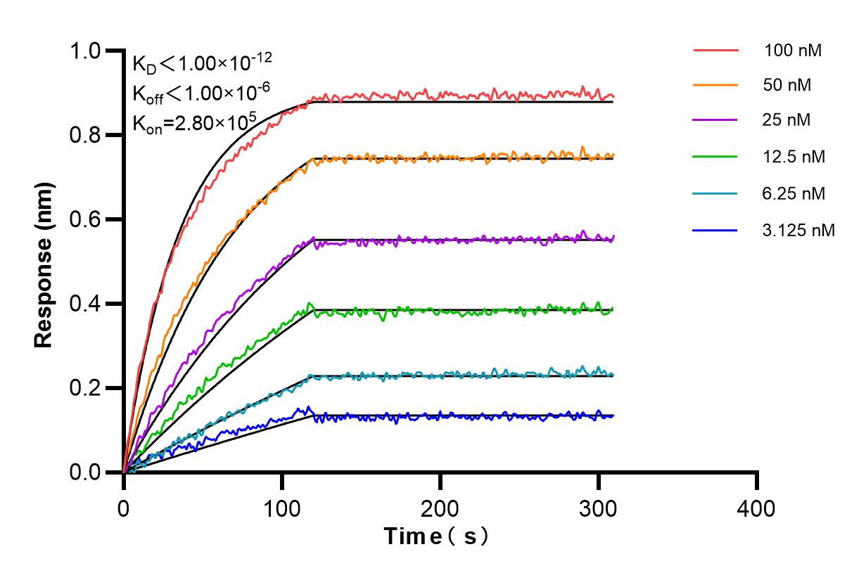 Affinity and Kinetic Characterization of 84342-5-RR