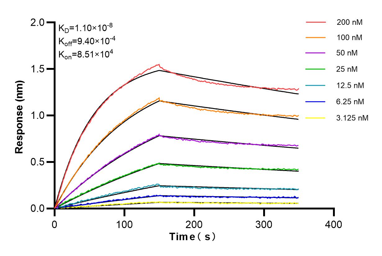 Affinity and Kinetic Characterization of 84377-3-RR