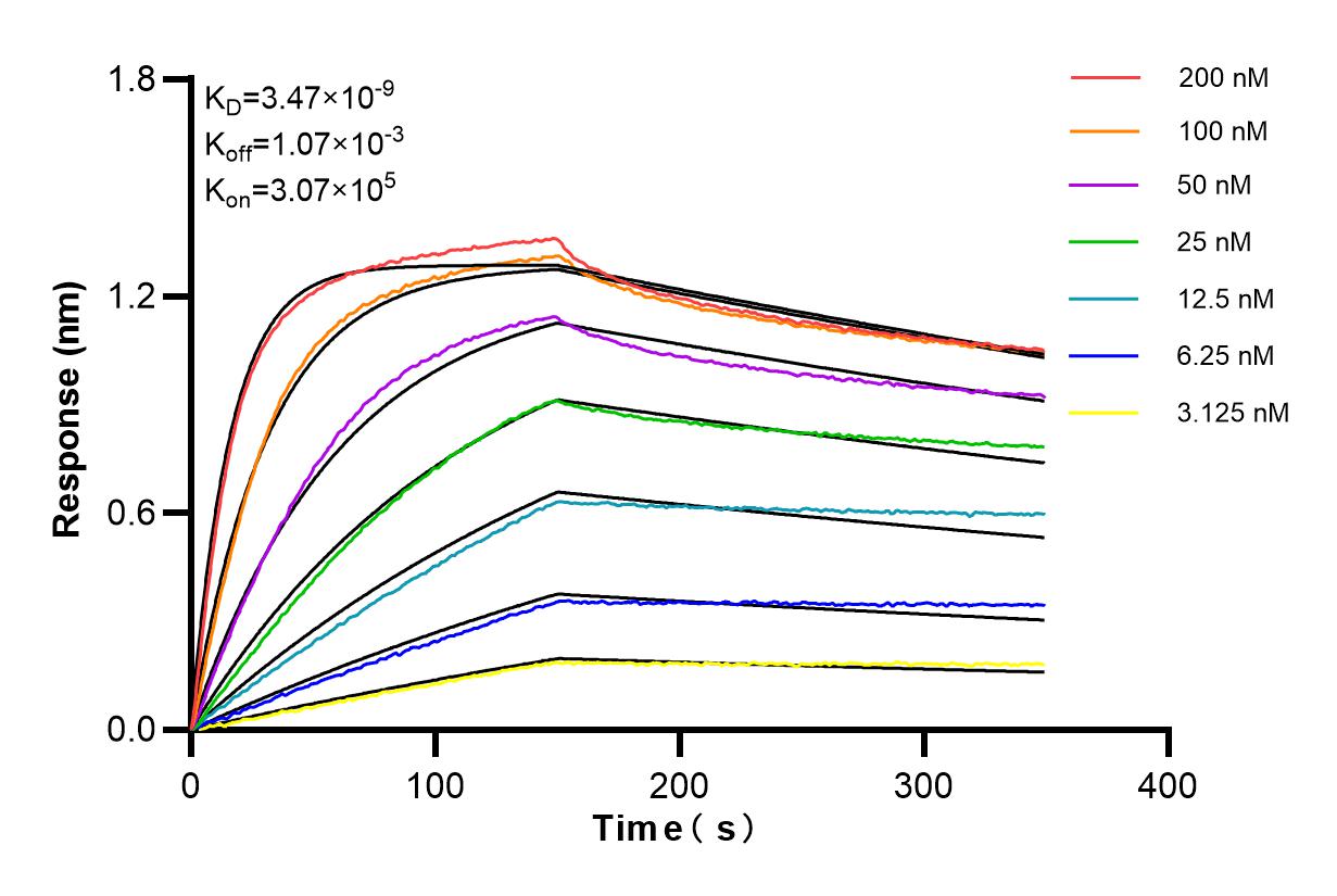 Affinity and Kinetic Characterization of 84432-1-RR