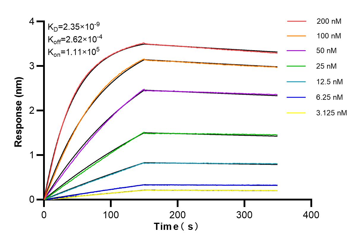 Affinity and Kinetic Characterization of 84436-5-RR