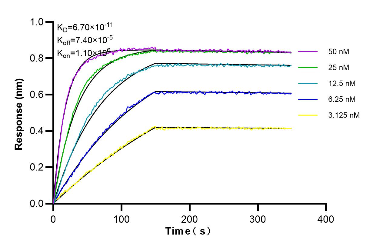 Affinity and Kinetic Characterization of 84455-2-RR