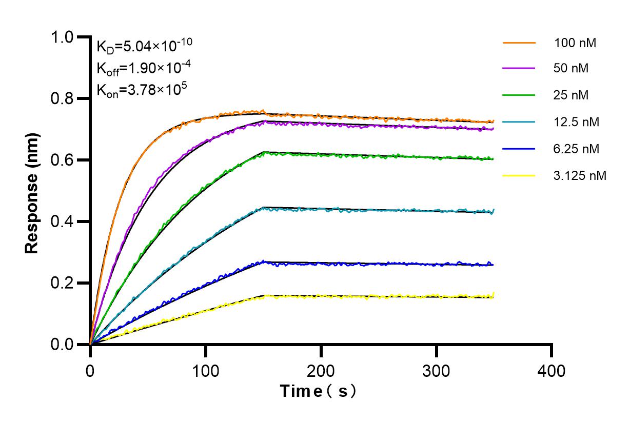 Affinity and Kinetic Characterization of 84496-1-RR